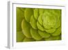 Rosette of Aeonium leaves (photo)-null-Framed Photographic Print