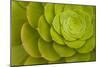 Rosette of Aeonium leaves (photo)-null-Mounted Photographic Print