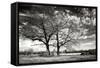 Roseville Oaks BW-Alan Hausenflock-Framed Stretched Canvas