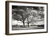 Roseville Oaks BW-Alan Hausenflock-Framed Photographic Print