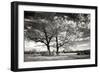 Roseville Oaks BW-Alan Hausenflock-Framed Photographic Print