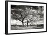 Roseville Oaks BW-Alan Hausenflock-Framed Photographic Print