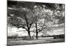 Roseville Oaks BW-Alan Hausenflock-Mounted Photographic Print