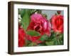 Rosey Dew Drops II-Nicole Katano-Framed Photo