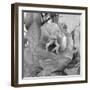 Rosey Dew Drops-Nicole Katano-Framed Photo