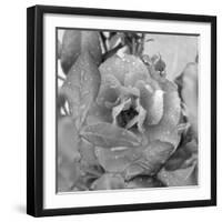 Rosey Dew Drops-Nicole Katano-Framed Photo