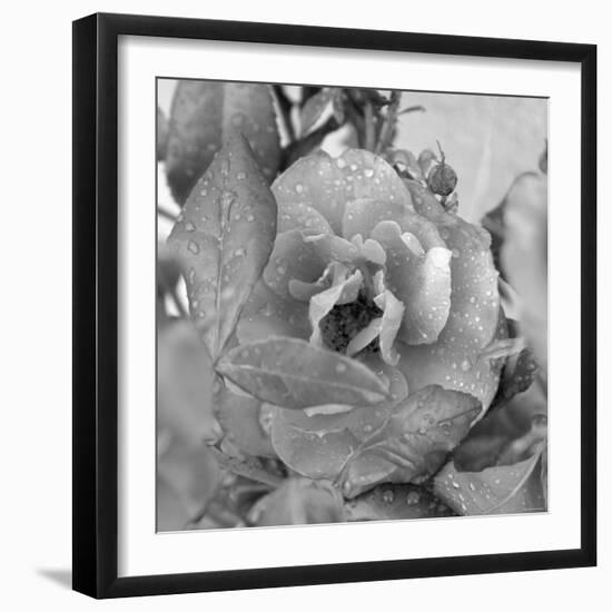 Rosey Dew Drops-Nicole Katano-Framed Photo