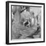 Rosey Dew Drops-Nicole Katano-Framed Photo