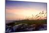 Rosey Sunset II-Alan Hausenflock-Mounted Photographic Print