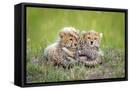 Framed Canvas