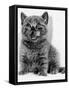 Rosie the Kitten Licking Her Lips, 1984-null-Framed Stretched Canvas