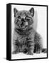 Rosie the Kitten Licking Her Lips, 1984-null-Framed Stretched Canvas