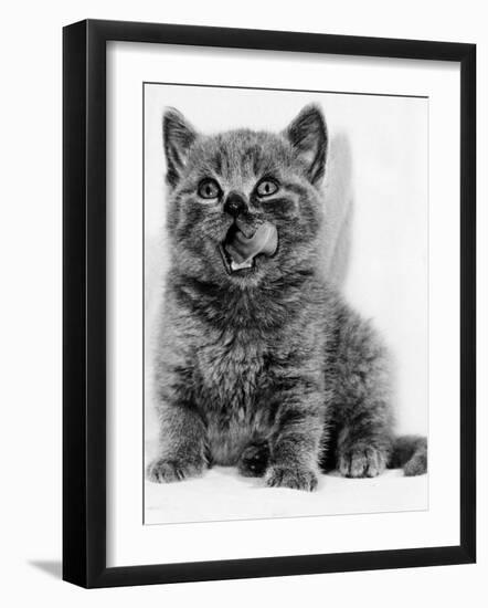 Rosie the Kitten Licking Her Lips, 1984-null-Framed Photographic Print