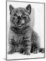 Rosie the Kitten Licking Her Lips, 1984-null-Mounted Photographic Print