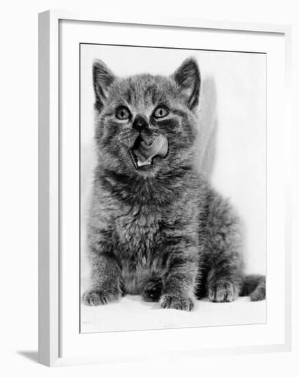 Rosie the Kitten Licking Her Lips, 1984-null-Framed Photographic Print