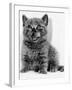 Rosie the Kitten Licking Her Lips, 1984-null-Framed Photographic Print