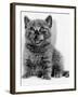 Rosie the Kitten Licking Her Lips, 1984-null-Framed Photographic Print