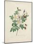 Rosier De Candolle, from 'Choix Des Plus Belles Fleurs Et Des Plus Beaux Fruits', Vol. I, 1827-33-Pierre-Joseph Redouté-Mounted Giclee Print