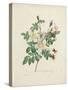 Rosier De Candolle, from 'Choix Des Plus Belles Fleurs Et Des Plus Beaux Fruits', Vol. I, 1827-33-Pierre-Joseph Redouté-Stretched Canvas