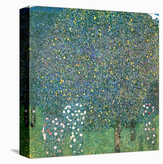 Rosiers sous les Arbres, c.1905-Gustav Klimt-Stretched Canvas