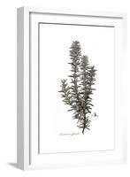 Rosmarinus Officinalis, Flora Graeca-Ferdinand Bauer-Framed Giclee Print