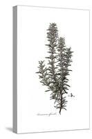 Rosmarinus Officinalis, Flora Graeca-Ferdinand Bauer-Stretched Canvas