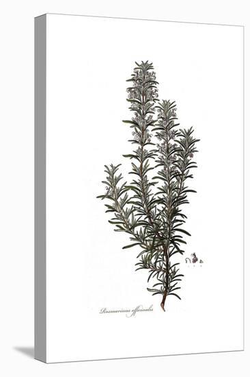 Rosmarinus Officinalis, Flora Graeca-Ferdinand Bauer-Stretched Canvas