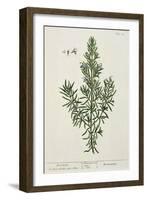 Rosmarinus Officinalis, from 'A Curious Herbal', 1782-Elizabeth Blackwell-Framed Giclee Print