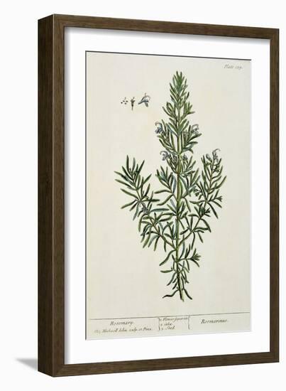 Rosmarinus Officinalis, from 'A Curious Herbal', 1782-Elizabeth Blackwell-Framed Giclee Print