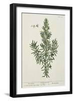 Rosmarinus Officinalis, from 'A Curious Herbal', 1782-Elizabeth Blackwell-Framed Giclee Print