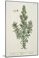 Rosmarinus Officinalis, from 'A Curious Herbal', 1782-Elizabeth Blackwell-Mounted Giclee Print
