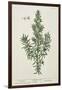 Rosmarinus Officinalis, from 'A Curious Herbal', 1782-Elizabeth Blackwell-Framed Giclee Print