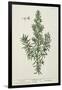 Rosmarinus Officinalis, from 'A Curious Herbal', 1782-Elizabeth Blackwell-Framed Giclee Print