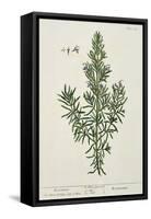 Rosmarinus Officinalis, from 'A Curious Herbal', 1782-Elizabeth Blackwell-Framed Stretched Canvas