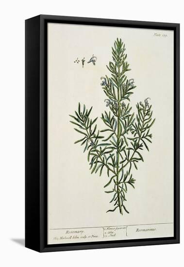 Rosmarinus Officinalis, from 'A Curious Herbal', 1782-Elizabeth Blackwell-Framed Stretched Canvas