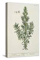 Rosmarinus Officinalis, from 'A Curious Herbal', 1782-Elizabeth Blackwell-Stretched Canvas