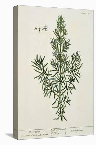 Rosmarinus Officinalis, from 'A Curious Herbal', 1782-Elizabeth Blackwell-Stretched Canvas