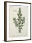 Rosmarinus Officinalis, from 'A Curious Herbal', 1782-Elizabeth Blackwell-Framed Giclee Print