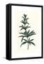 Rosmarinus Officinalis-null-Framed Stretched Canvas