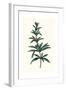 Rosmarinus Officinalis-null-Framed Giclee Print