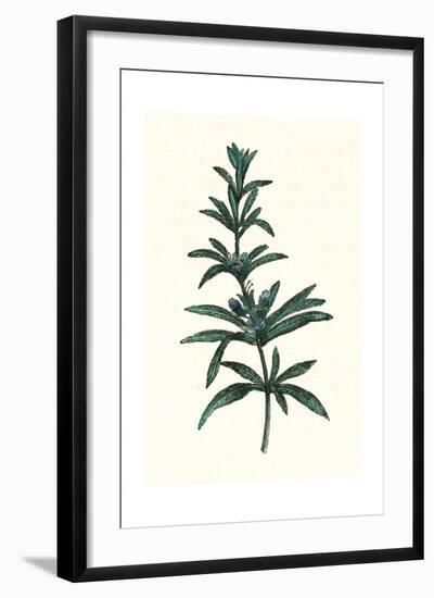 Rosmarinus Officinalis-null-Framed Giclee Print