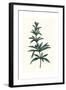 Rosmarinus Officinalis-null-Framed Giclee Print