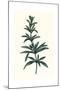 Rosmarinus Officinalis-null-Mounted Giclee Print
