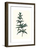 Rosmarinus Officinalis-null-Framed Giclee Print