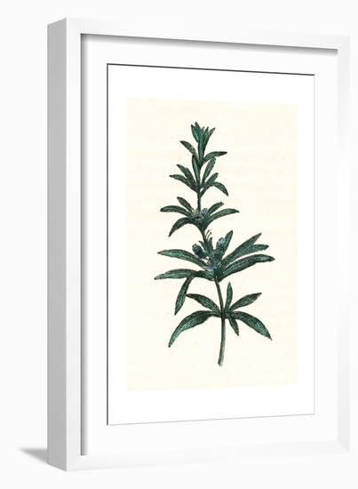 Rosmarinus Officinalis-null-Framed Giclee Print
