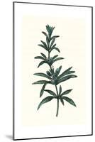 Rosmarinus Officinalis-null-Mounted Giclee Print