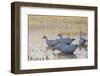 Ross geese migration stop-Ken Archer-Framed Photographic Print