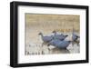 Ross geese migration stop-Ken Archer-Framed Photographic Print