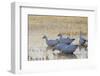 Ross geese migration stop-Ken Archer-Framed Photographic Print