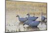 Ross geese migration stop-Ken Archer-Mounted Photographic Print